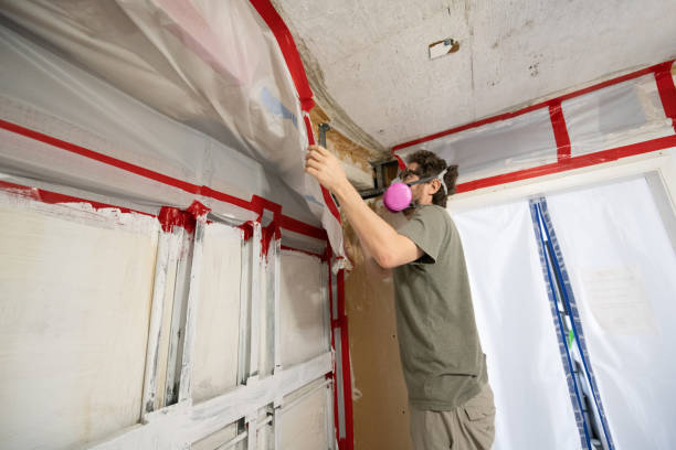 Professional Mold Removal in Ridgeville, SC